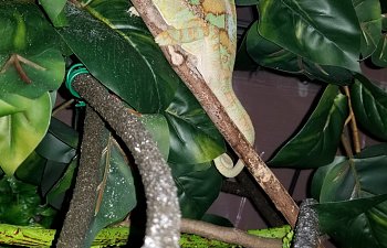 Pro-Tips for Beginners and Planning to Get a Chameleon