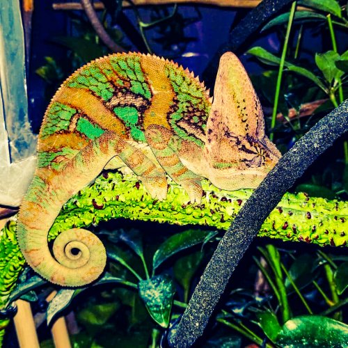 Not all chameleons are friendly...