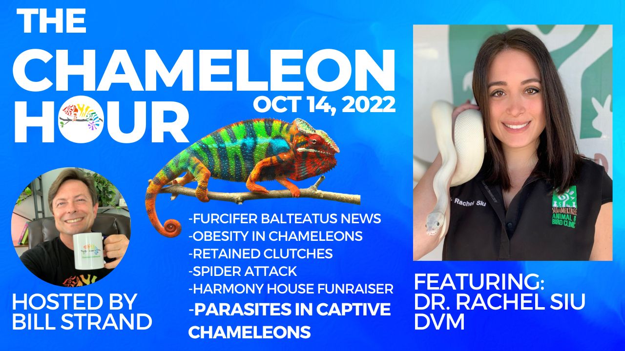 Chameleon Hour Oct 14.jpg