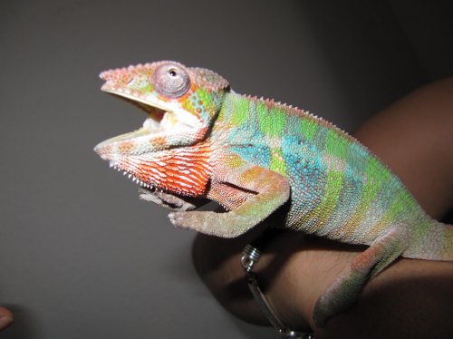 CHAMELEON 092.jpg