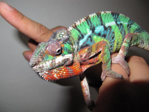 CHAMELEON 083.jpg