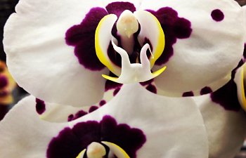 Intro to growing orchids: phalaenopsis 'moth' orchids