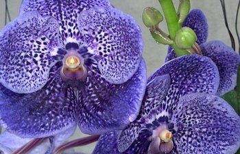 Intro to Growing Orchids: The Vanda Alliance