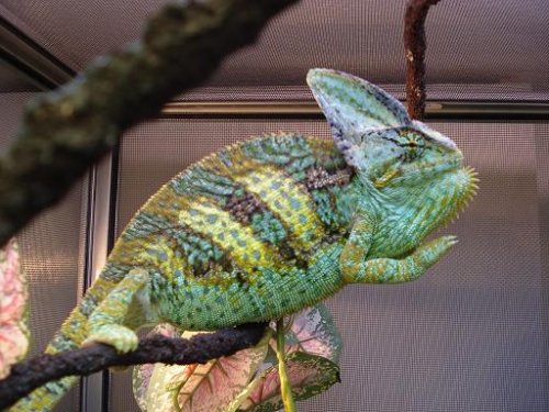 chameleon pics 041.jpg