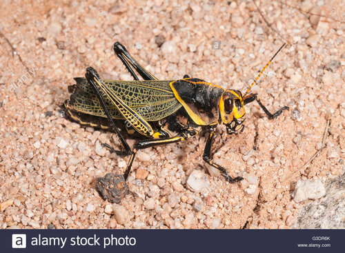 western-horse-lubber-grasshopper-taeniopoda-eques-green-valley-arizona-G3DR6K.jpg