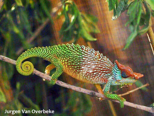 World Chameleon Species Tour: Trioceros pfefferi