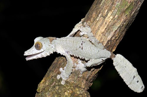 HRE_NM_uroplatus2.jpg