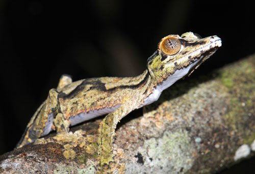 HRE_uroplatus4.jpg