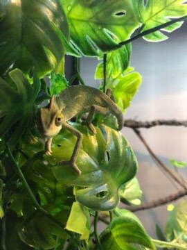 Cleo the chameleon