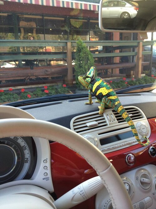 Ned on the dashboard 2.jpg