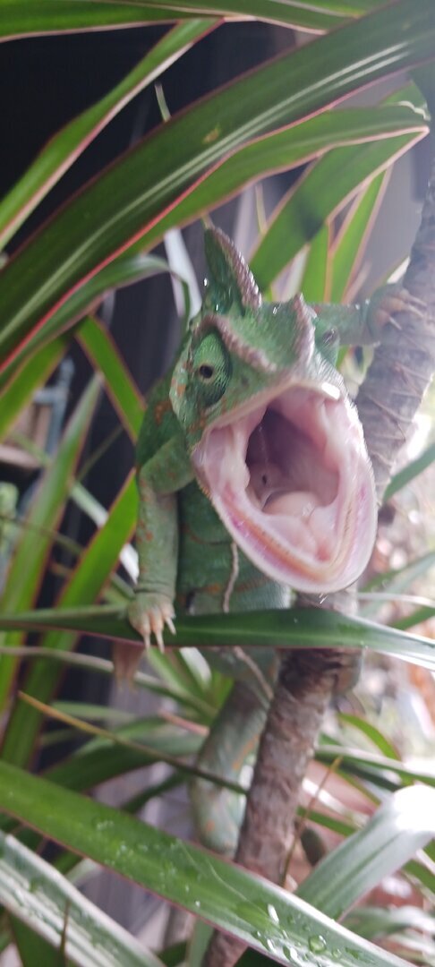 When your Chameleon doesnt want her picture taken
