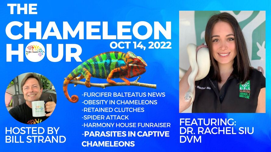Oct 14 2022: EndoParasites in Captive Chameleons