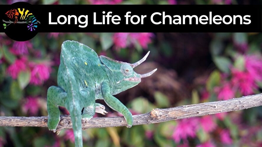 How to give your chameleon a long life