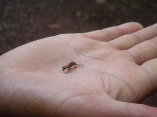 397300-The-world-s-smallest-chameleon-Montagne-d-Ambre-1.jpg