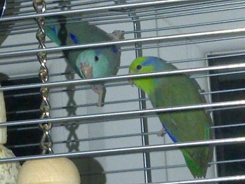 parrotlets2.jpg