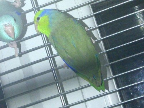 parrotlets3.jpg