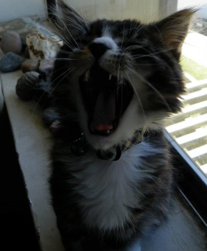 lyle yawning.jpg
