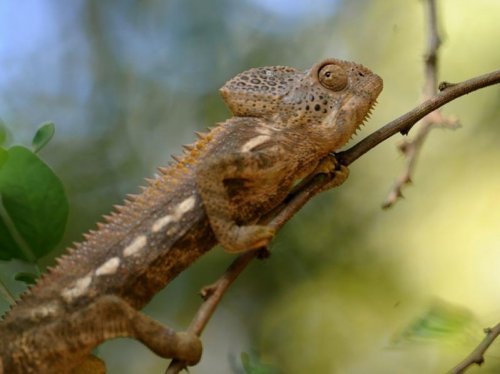 Spiny (Warty) Chameleon MAD 9200.jpg