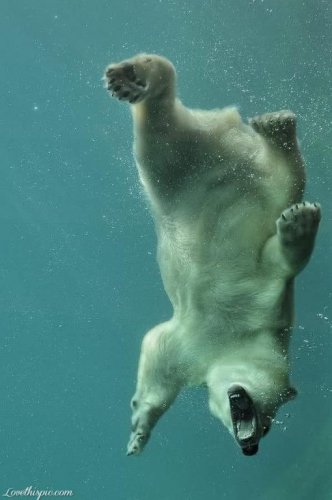 swimming-Polar-Bear.jpg