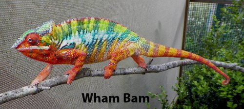 Wham-Bam copy.jpg