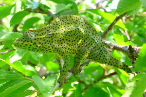 Chameleon Deremensis.jpg