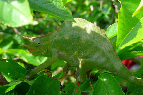 Chameleon Deremensis Male.jpg