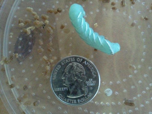 hornworm.8.29.15.jpg