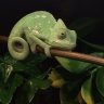 CutieChameleon