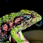 Furcifer viridis