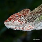 Furcifer verrucosus verrucosus