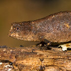 Brookesia peyrierasi