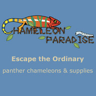 Chameleon Paradise