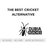 Dubia Roaches