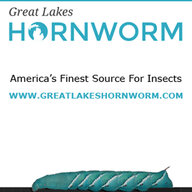 Great Lakes Hornworm
