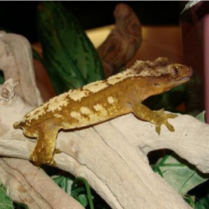 My Geckos