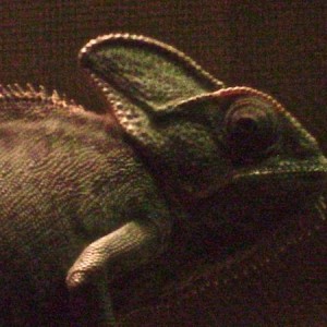 Isabella My Veiled Chameleon