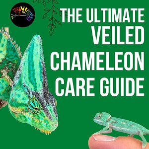 Veiled Chameleon Care Requirements