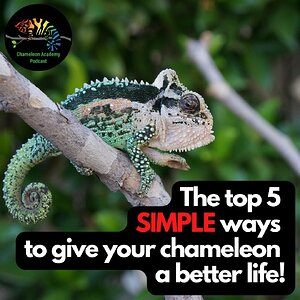 Top 5 Ways for a Better Chameleon Life!