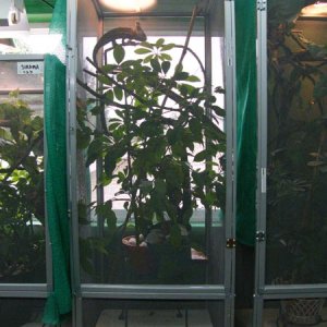 Male Veiled cham enclosure