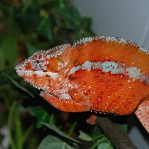 Male Tamatave Panther Chameleon.  "Fuerer"