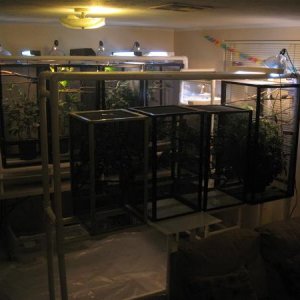 Chameleon cages 2011 002