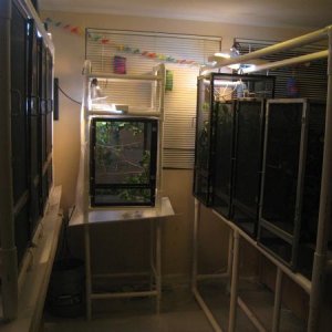 Chameleon cages 2011 003
