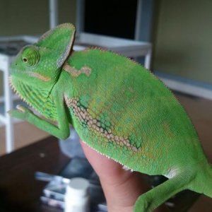 Rango's colours are finally showing through yay :)