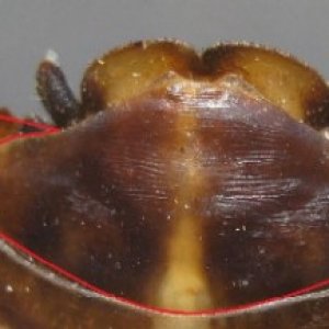 Females always have the space between the little devil horn and the first scale line, males the line is right at the little horn. No need to look for