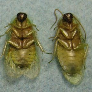 Male on the left, female on the right.