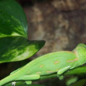 Trying to sleep. First night sleeping on the pothos.