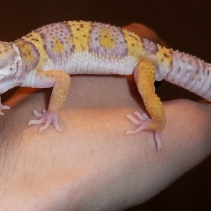 Our albino leopard gecko, Albie (named by Angie's daughter). He's quite skittish and will happily take a 4' fall if he gets spooked.