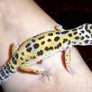 Our leopard gecko, Leo (named by Angie's daughter). She's such a sweetheart. Very friendly indeed!