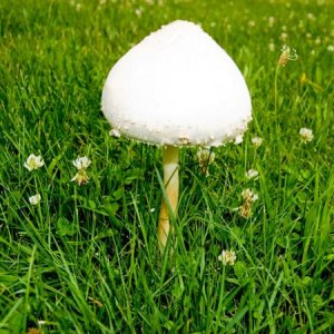 mushrooma