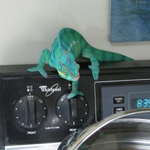 Teaching Your Chameleon To Cook